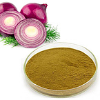 Onion extract Allium Cepa Extract Oion P.E Allium Cepalin extract