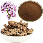 Valeriana officinalis Valerian Vetiver valerian extract