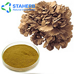 Grifola Frondosus extract, Maitake Extract, Maitake Mushroom extract