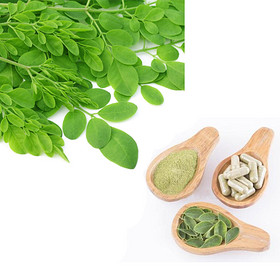 Moringa Leaf Extract and Moringa Leaf Powder