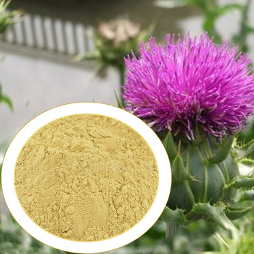 Pure and Natural Milk Thistle Silybum Marianum Powder Extract with Silibinin
