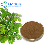 Mimosa pudica sensitive plant Mimosa Sensitiveplat Herb extract