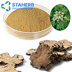 Rhizoma Chuanxiong Extract Lovage Extract Extract Of Chuanxiong Rhizome Szechwan Lovage Rhizome Extr