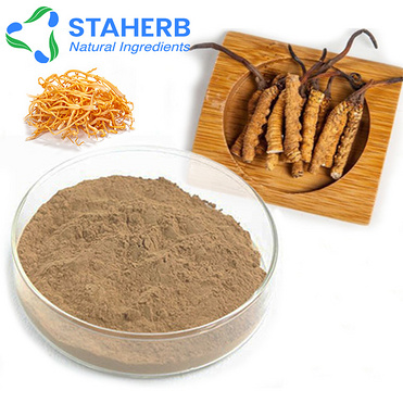 Cordyceps Cordyceps sinensis Worm Grass Chinese Language Learning chinese caterpillar fungus extract