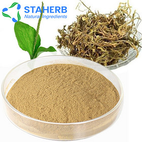 plantain herb Herba Plantaginis PSYLLIUM plantain extract plantain herb Herba Plantaginis PSYLLIUM p