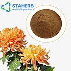 Flos Chrysanthemi Chrysanthemum Chrysanthemum morifolium florists chrysanthemum extract