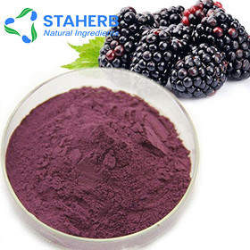 blackberry extract blackberry extract P E blackberry extract POWDER