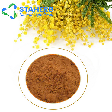 Acacia Acacia farnesiana Golden wattle cassie extract