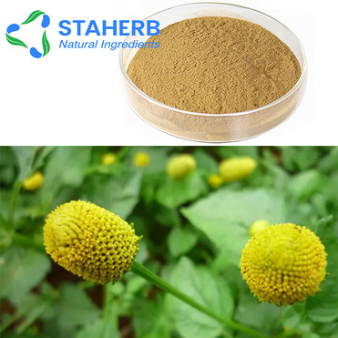 SPILANTES ACMELLA extract SPILANTES ACMELLA P E SPILANTES extract