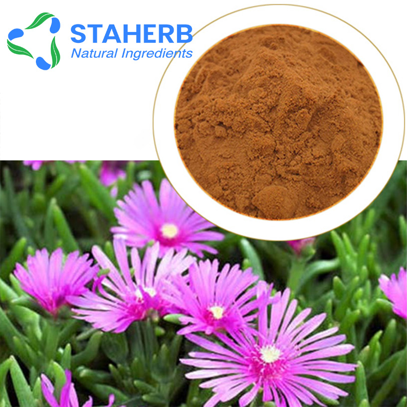 Lampranthus spectabilis extract FigMarigold extract Fig Mrigold extract mesembrianthemum extract