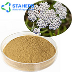 Achillea millefolium extract Yarrow extract Achillea Wilsonjana Heim extract