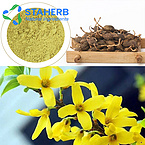 Forsythia suspensa Forsythia Weeping Forsythiae Capsule Fructus Forsythiae extract