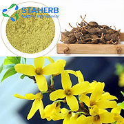Forsythia suspensa Forsythia Weeping Forsythiae Capsule Fructus Forsythiae extract
