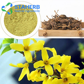 Forsythia suspensa Forsythia Weeping Forsythiae Capsule Fructus Forsythiae extract