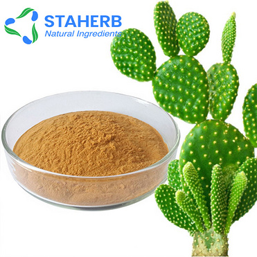 Cactus Extract Cholla Stem Extract Cactus Plant Extract Hoodia Cactus P.E