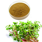 Purslane powder