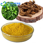 coptis chinensis powder goldthread powder coptis powder