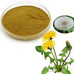 taraxacum powder Dandelion powder Taraxacum mongolicum powder Popotan powder