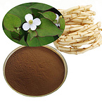 Houttuynia cordata powder Herba Houttuyniae powder Heartleaf Houttuynia Herb powder Houttuynia powde