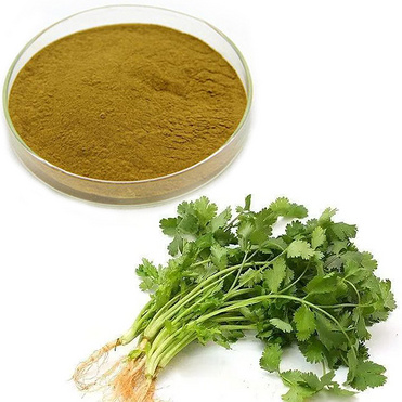 coriander powder caraway powder Parsley powder cilantro powder