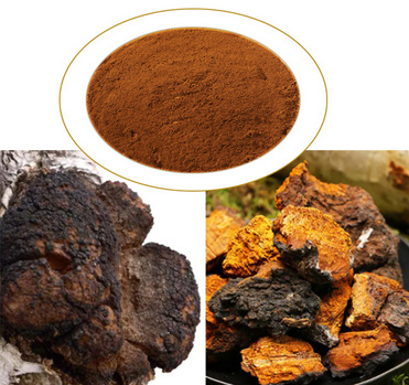 CHAGA powder Chaga Mushroom powder inonotus obliquus powder SUPER CHAGA powder