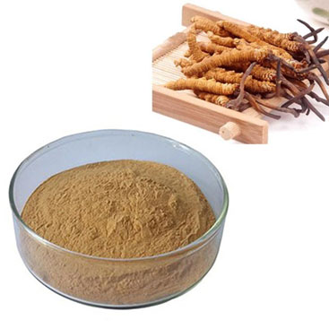 Cordyceps powder Cordyceps sinensis powder Worm Grass powder Chinese Language Learning powder chines