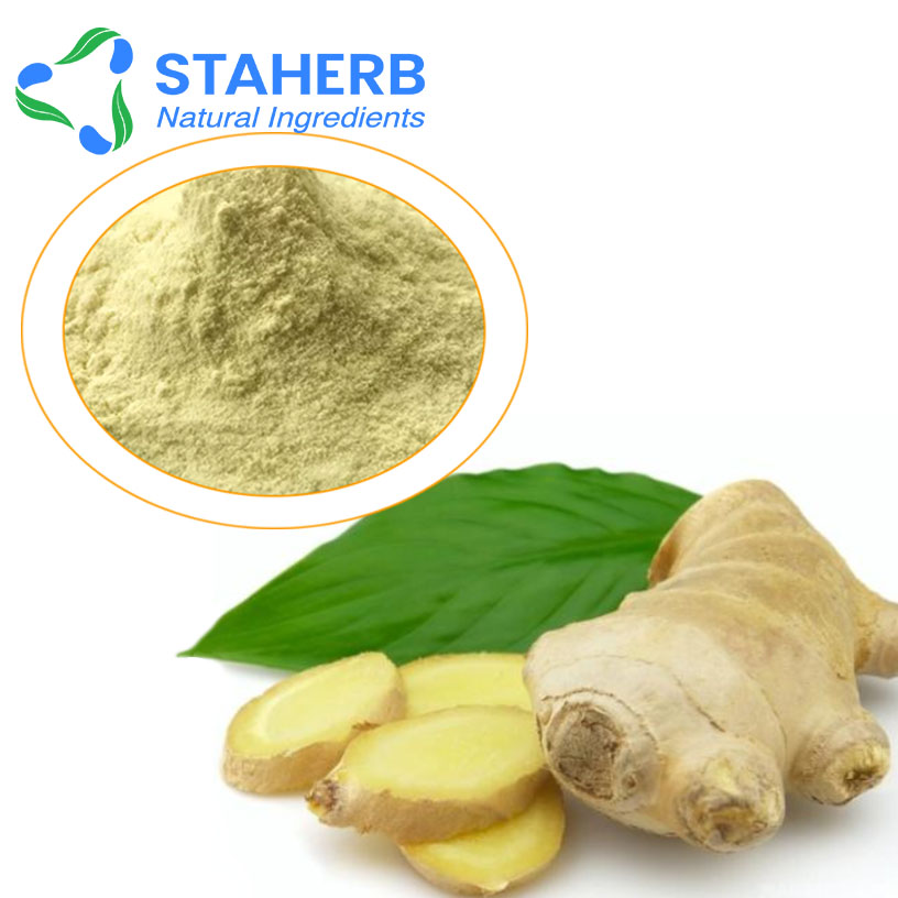 ginger powder Zingiber officinale Rosc powder gingembre powder rhizoma zingiberis recens powder