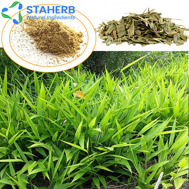 Lophatherum gracile extract Common Lophatherum Herb extract Herba Lophatheri extract Lophatherum gra