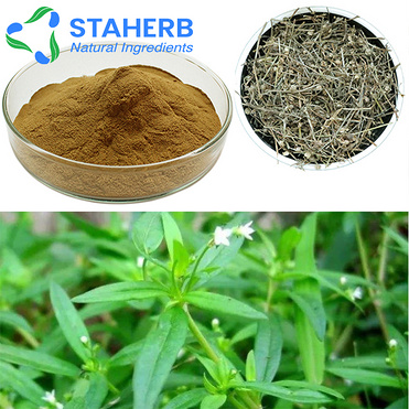 Spreading Hedyotis Herb ExtractSpreading Hedvotis ExtractHDNFHedyotis Diffusa Willd Extract