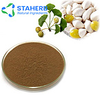 Ginkgo extract Ginkgo biloba extract Folium Ginkgo extract GINKGO FOLIUM extractGinkgo biloba flavon