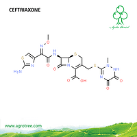 Ceftriaxone