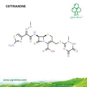 Ceftriaxone