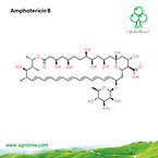 Amphotericin B