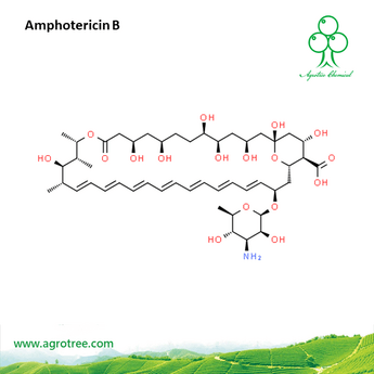 Amphotericin B