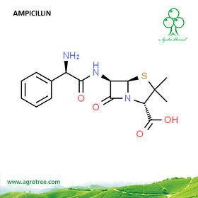 Ampicillin