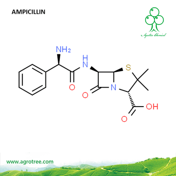 Ampicillin  