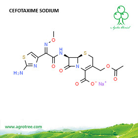 Cefotaxime Sodium