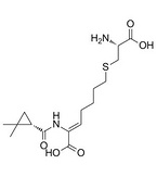 Cilastatin