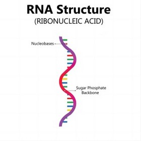 Ribonucleic Acid (RNA)