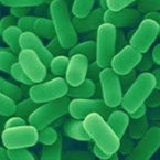 Lactiplantibacillus plantarum Lp-G18