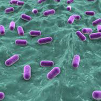 Lactobacillus acidophilus LA-G80