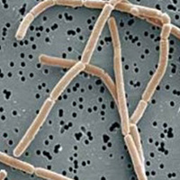 Bifidobacterium bifidum BB-G90