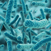 Bifidobacterium longum subsp. Longum BL-G301