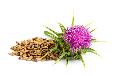 Milk Thistle Extract