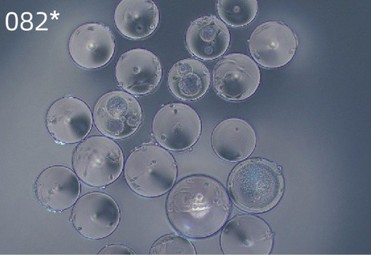 Puredex? Cyto-1 Microcarrier
