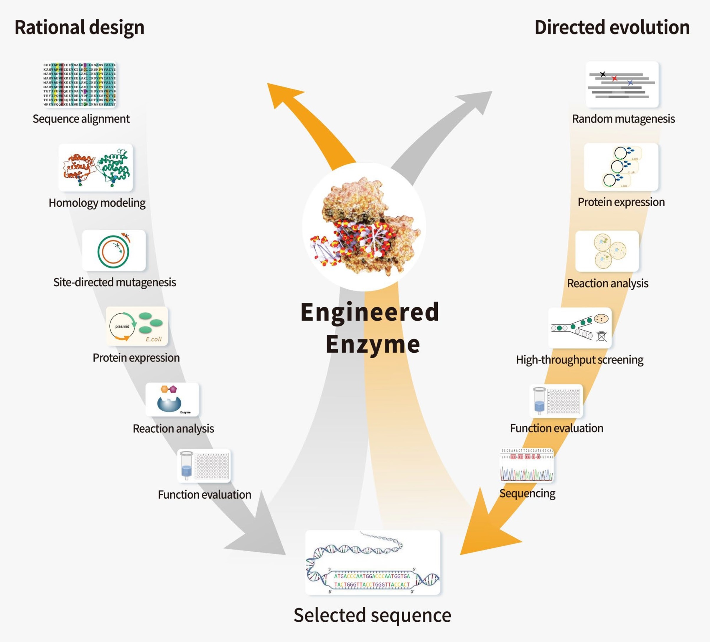 Customied Enzyme Modification Solutions