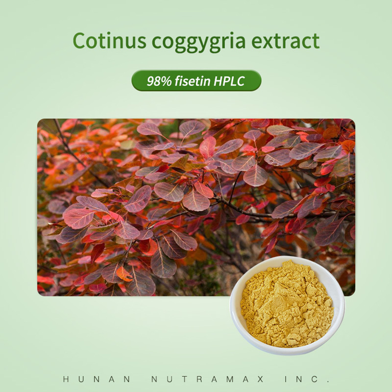 Cotinus Coggygria Extract Powder Fisetin 98% HPLC  