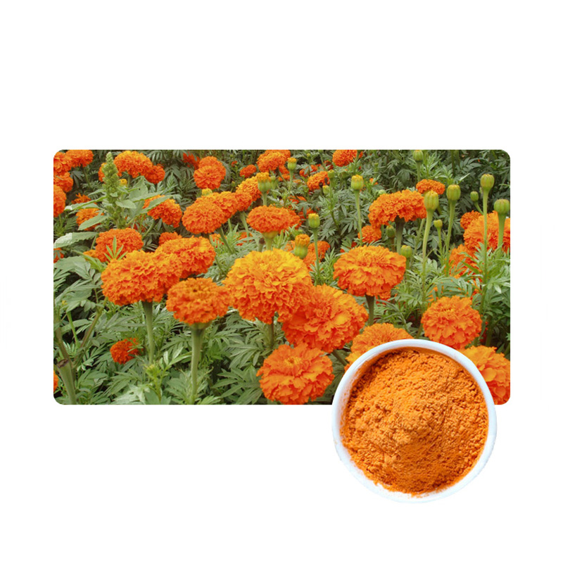 Natural Ingredient Marigold Extract 5%~70% Zeaxanthin