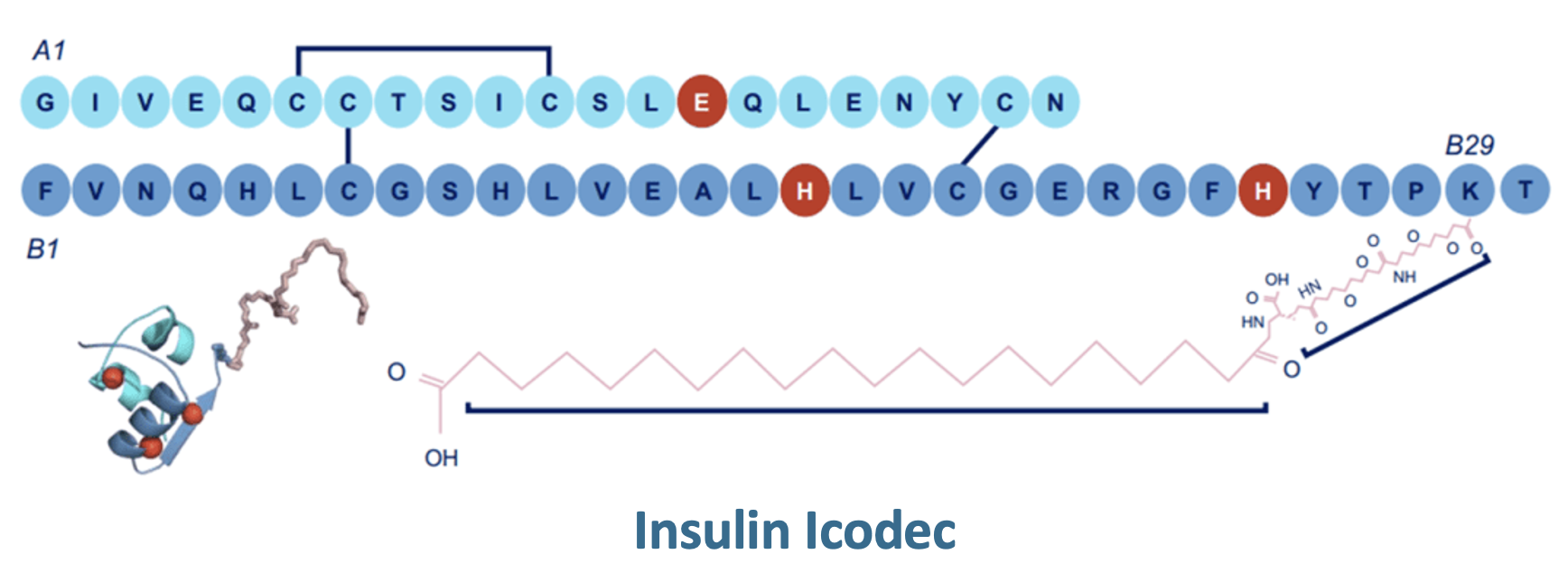 Insulin Icodec