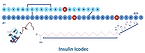 Insulin Icodec